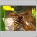 Vespa crabro - Hornisse 23.jpg